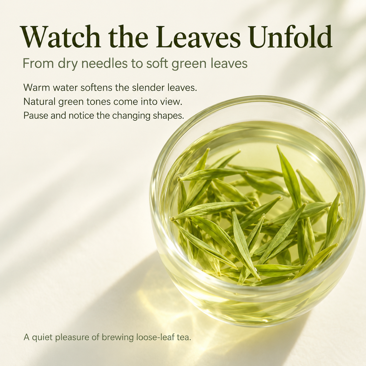 Pre-Qingming High-Mountain Maojian Green Tea – Tender Buds 500 g