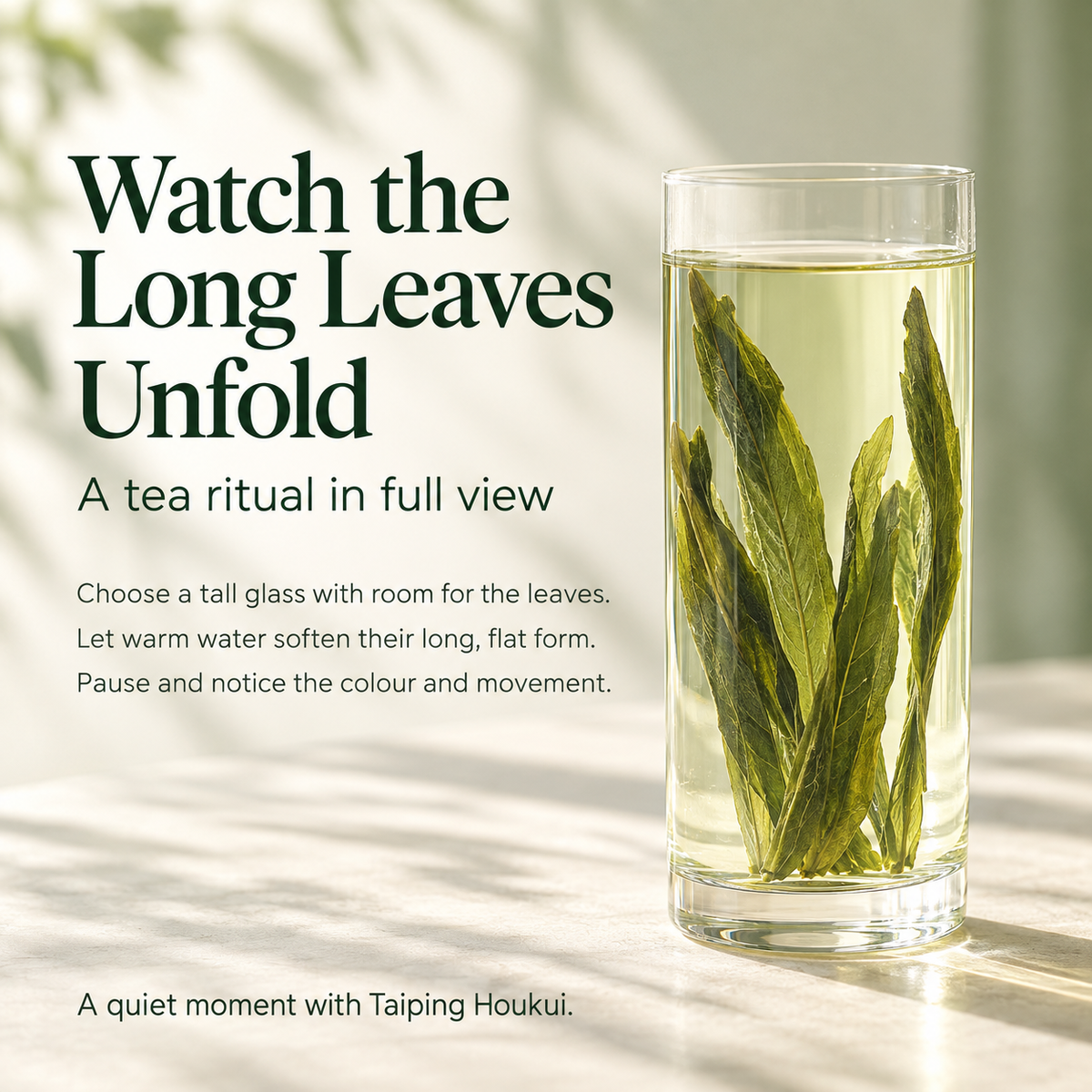 Premium Grade Taiping Houkui Green Tea™ – 100g - Everyday Collection