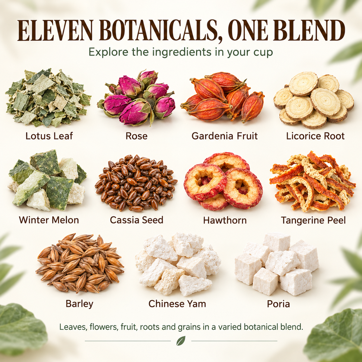 Winter Melon, Lotus Leaf & Cassia Seed Tea Pods™ — 30 Pods