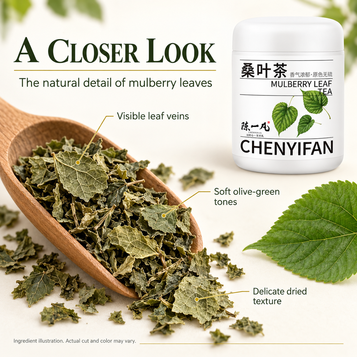 Dried Mulberry Leaves with Natural Green Color and Visible Veins