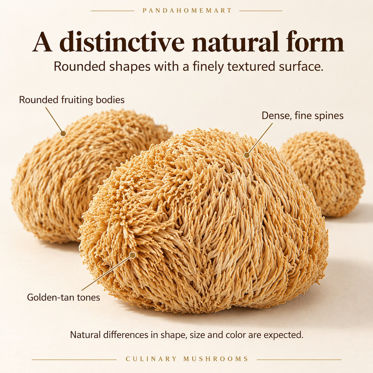 Whole Dried Lion's Mane Mushroom with Fine Natural Spines