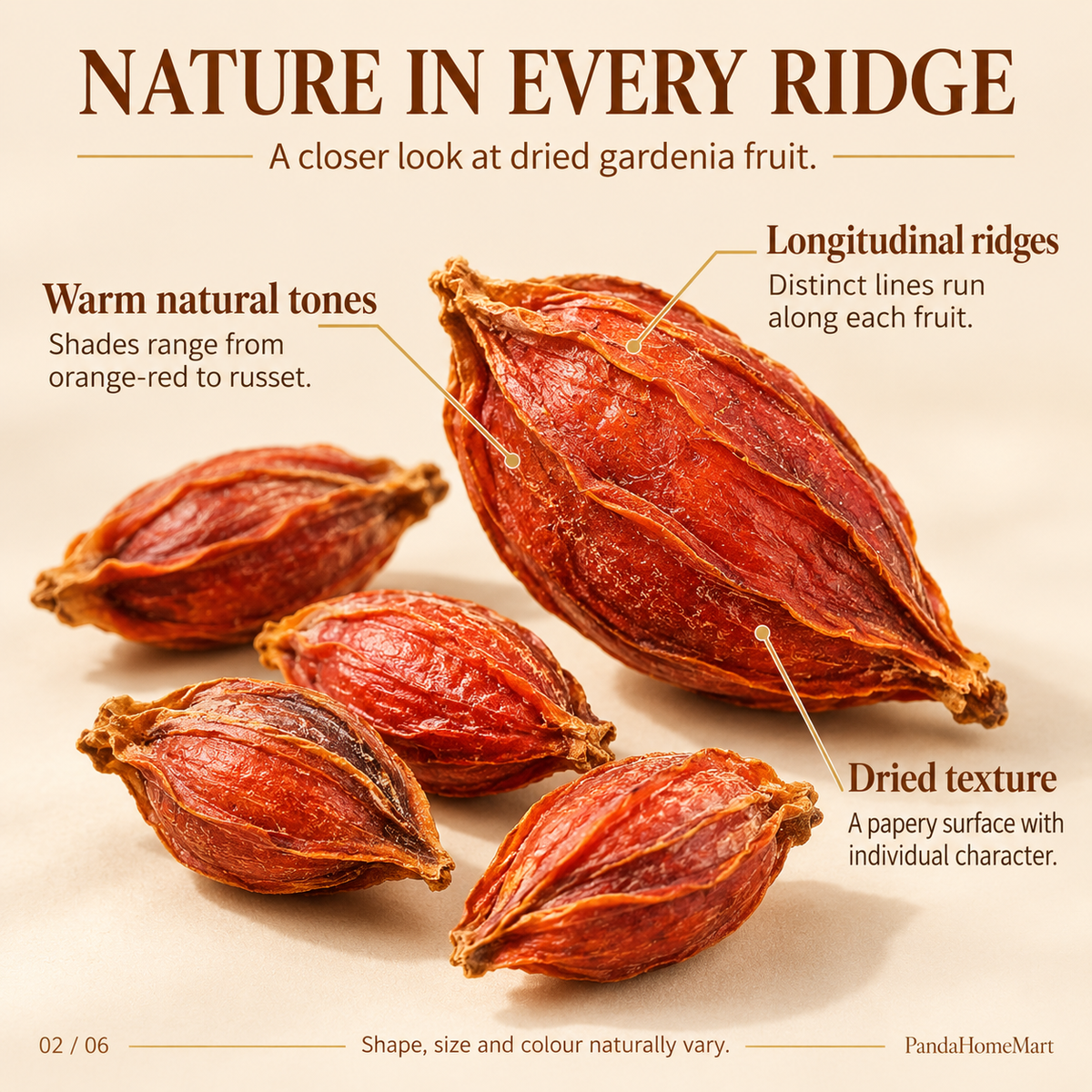 Dried Gardenia Fruit with Natural Ridged Golden Brown Texture