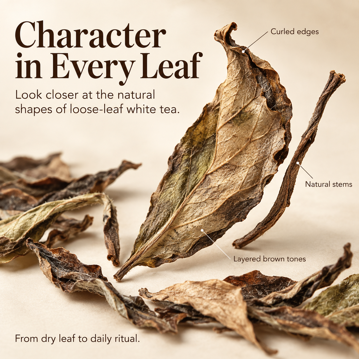 Fuding Shou Mei White Tea – Loose Leaf 250 g