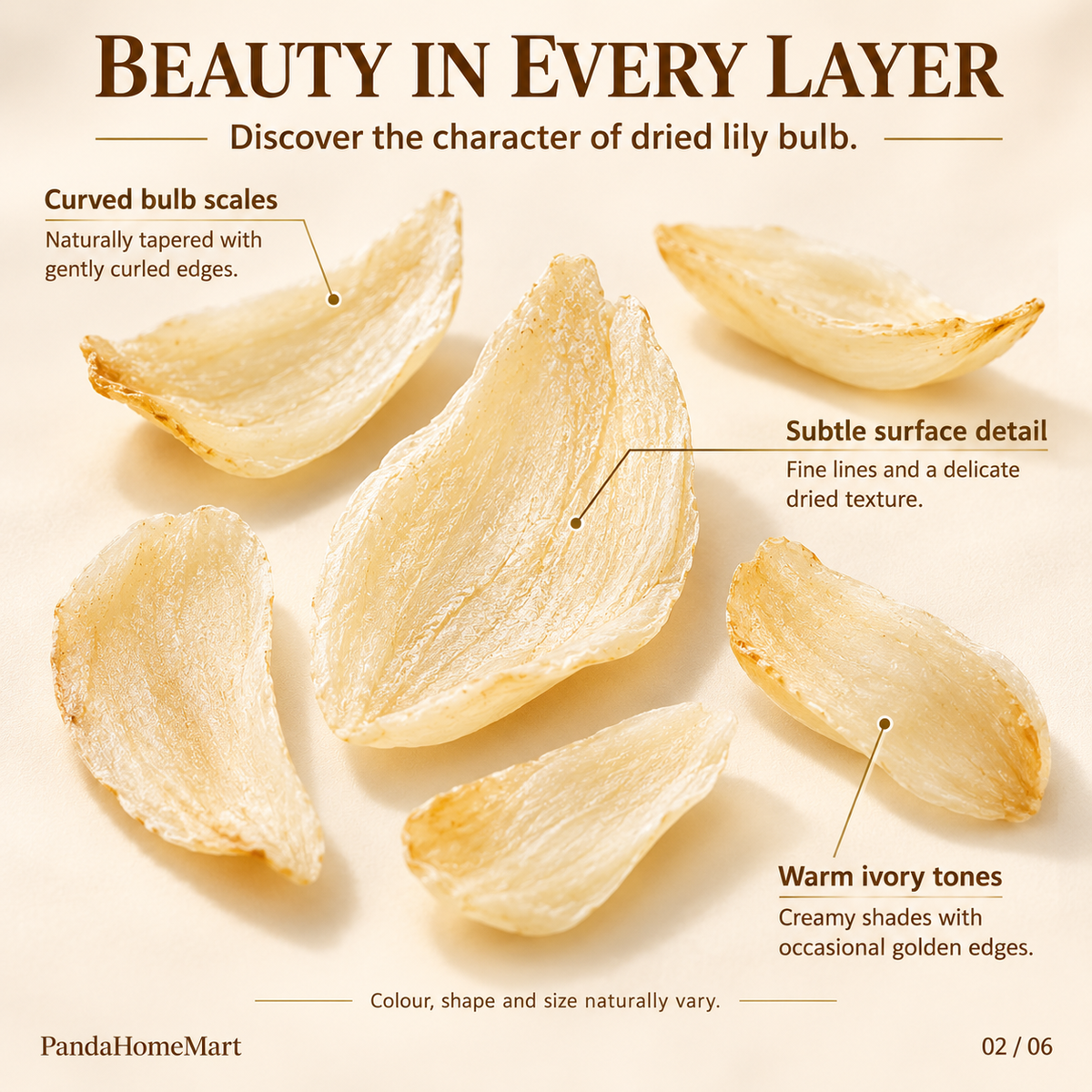 Dried Lily Bulb Petals with Natural Ivory Color