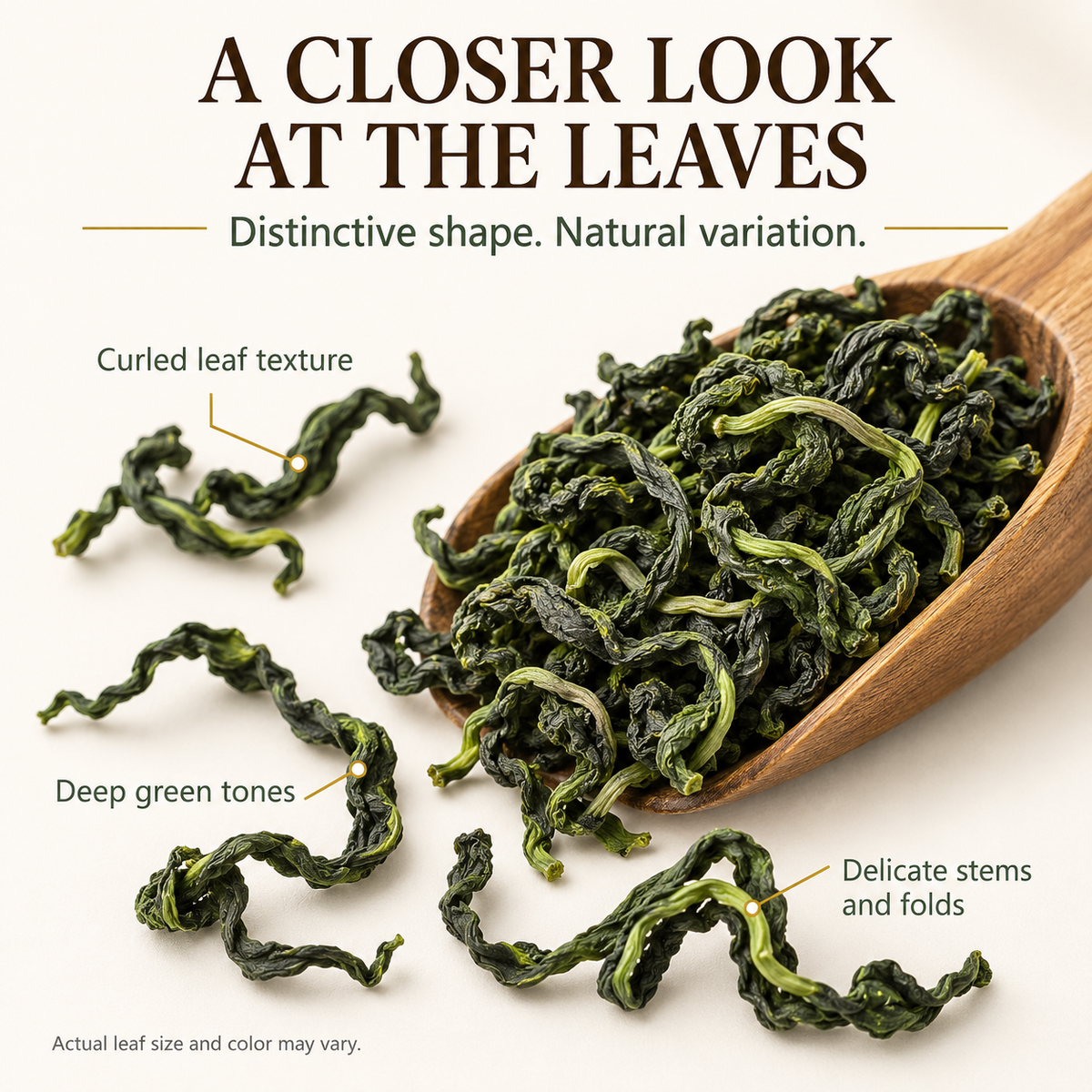 Dried Dandelion Leaves with Natural Curled Green Texture