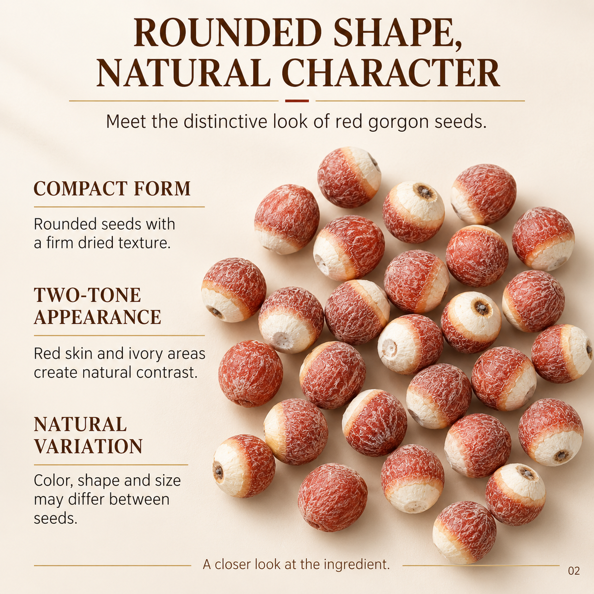 Whole Red Gorgon Seeds with Rust Red Skins and Ivory Centers