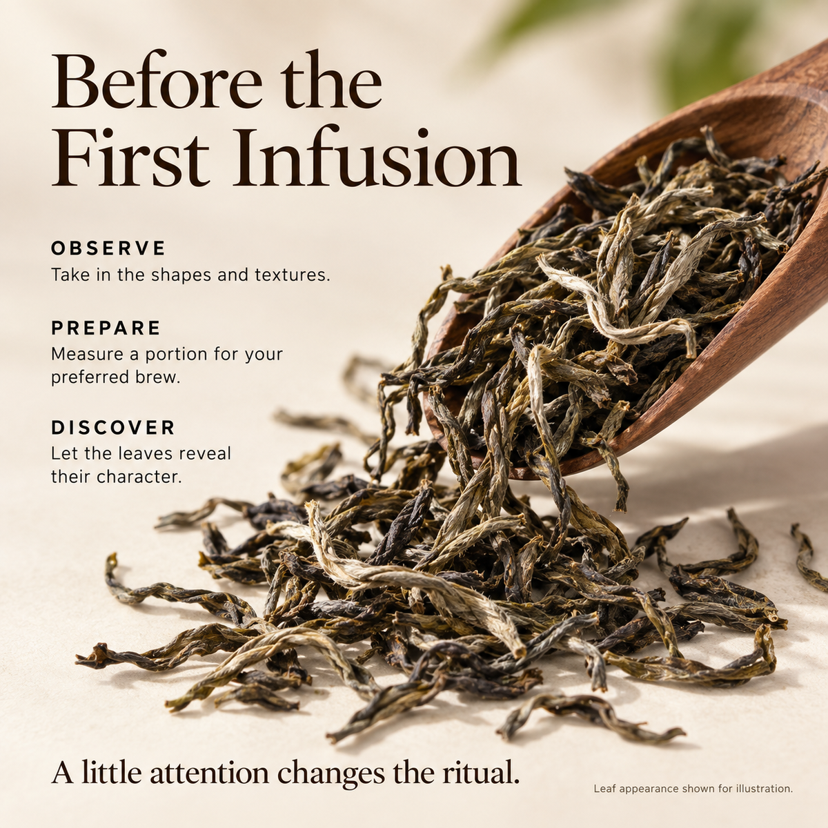 Bingdao Raw Pu-erh Tea – 35 g