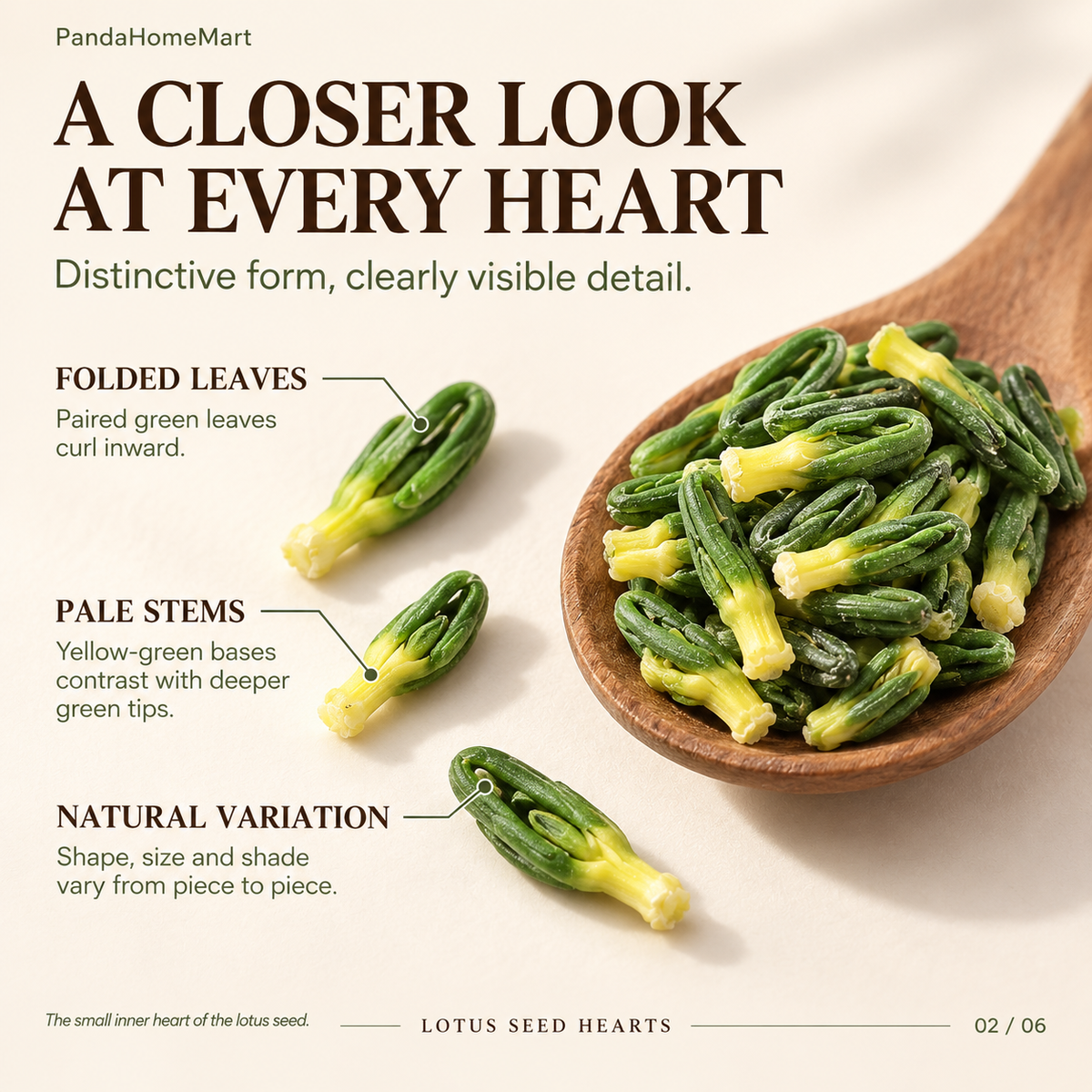 Dried Green Lotus Seed Hearts Traditional Botanical Ingredient