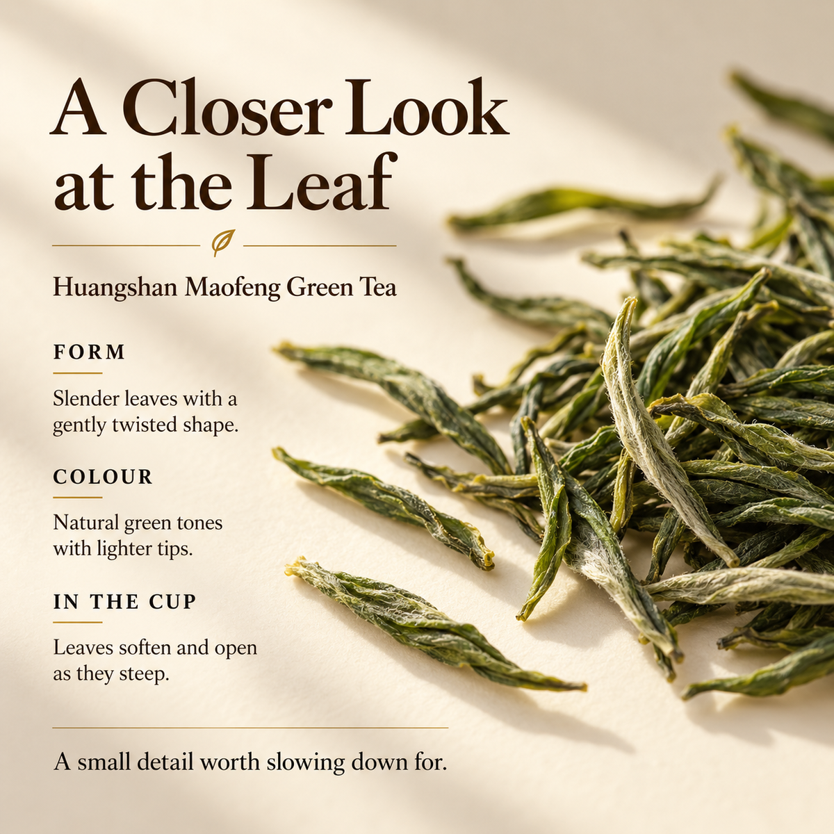 Premium First-Pick Pre-Qingming Huangshan Maofeng Green Tea™  – 75g