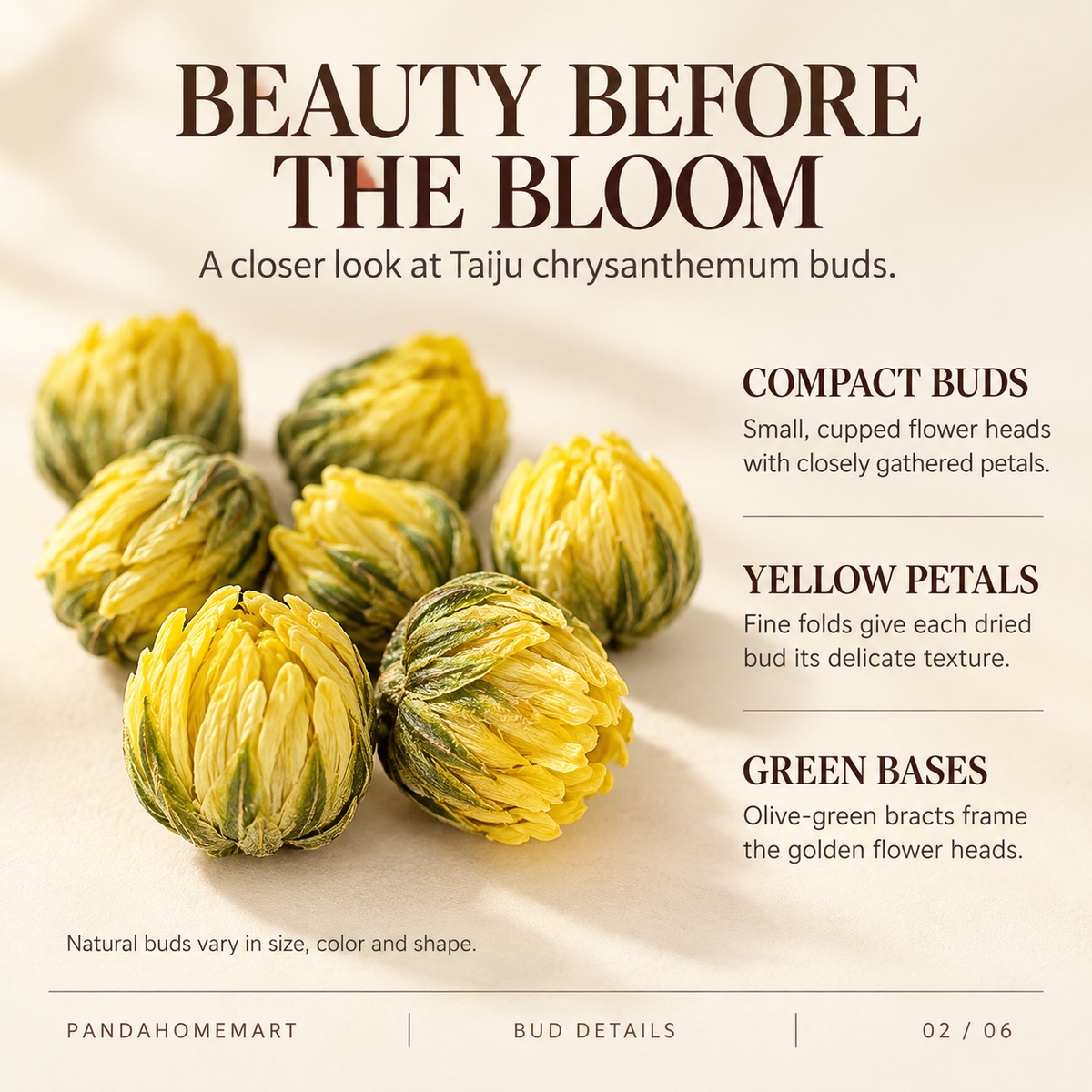 Tai Ju Dried Chrysanthemum Buds with Green and Golden Petals