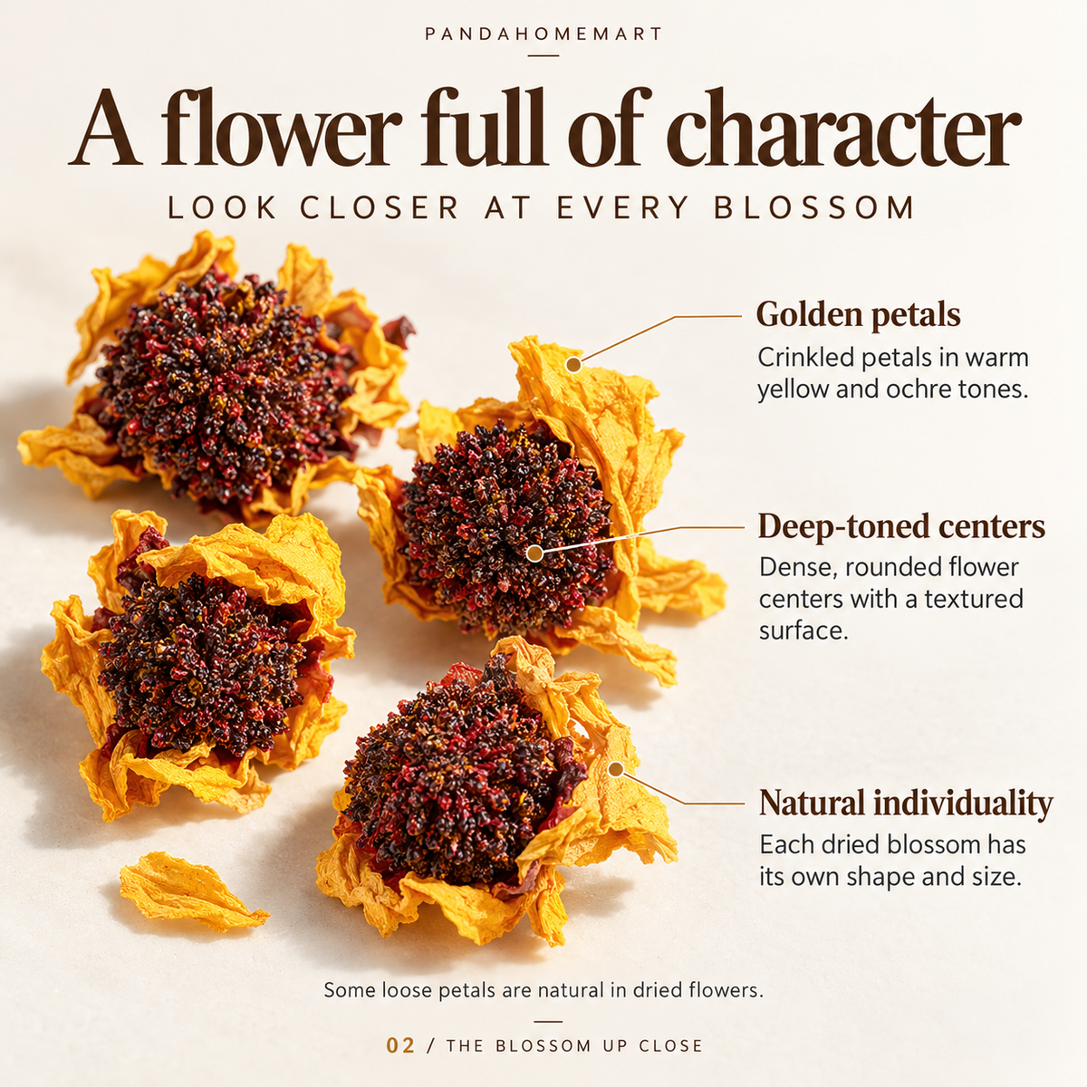 Kunlun Snow Chrysanthemum with Golden Petals and Dark Centers