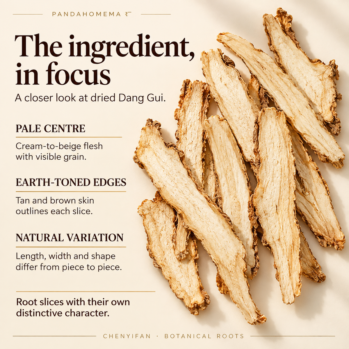 Angelica Sinensis Dried Root Slices with Natural Texture