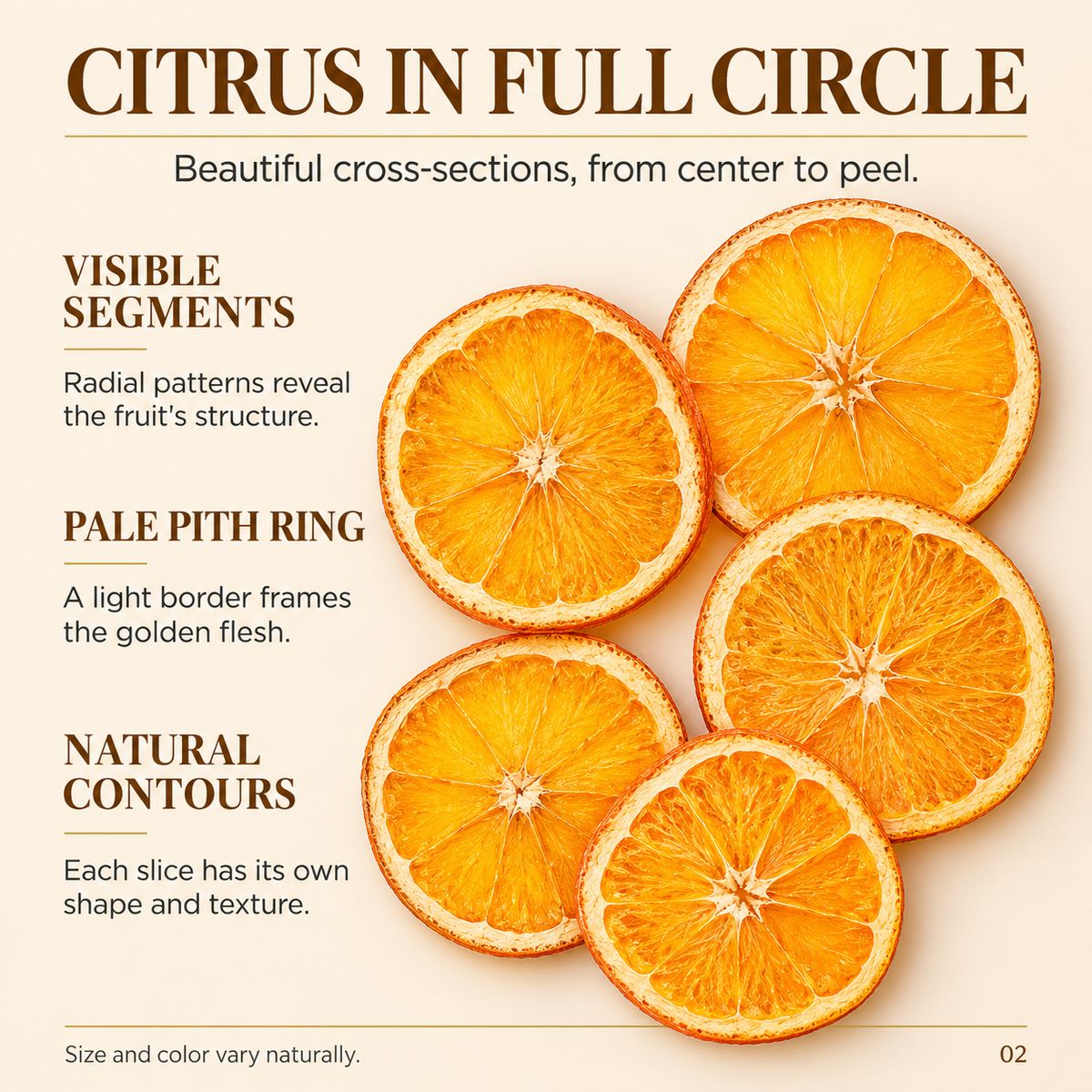 Whole Dried Orange Citrus Wheels with Golden Fruit Segments